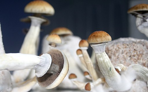 growing mushrooms in lab