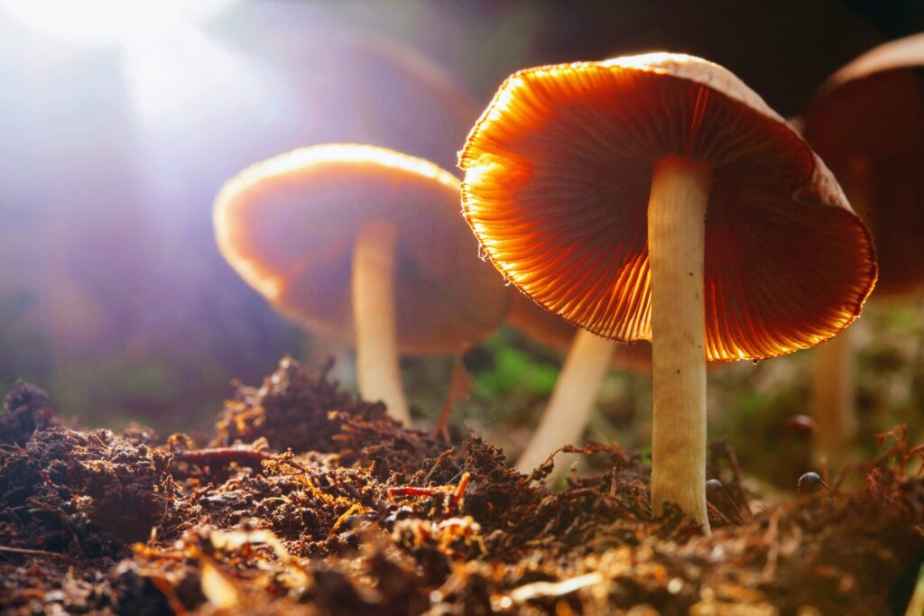 Psilocybin Mushroom